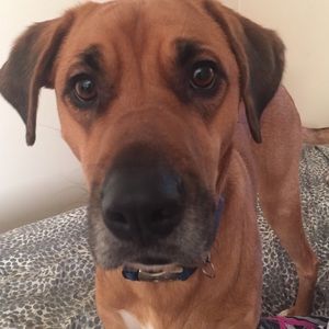 Meet your Posher, Rachel