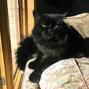Meet your Posher, Pamela