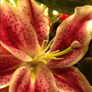 Meet your Posher, Amanda