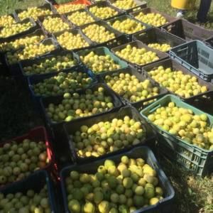 Meet your Posher, Norma