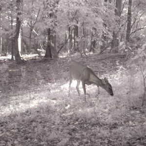 Meet your Posher, Sheila