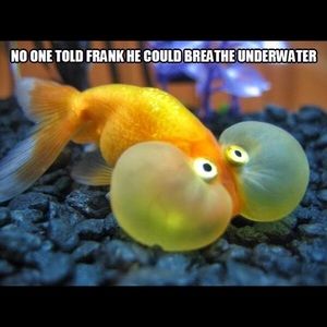 Meet your Posher, Katrina