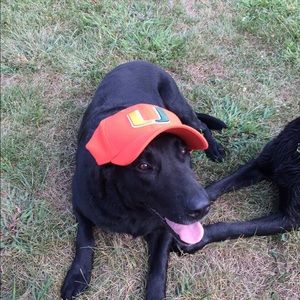 Meet your Posher, Molly