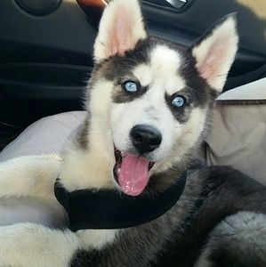 Meet your Posher, Alaina