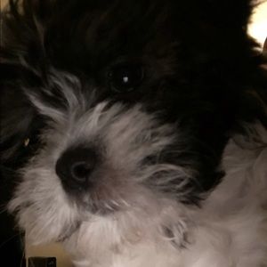 Meet your Posher, Boo