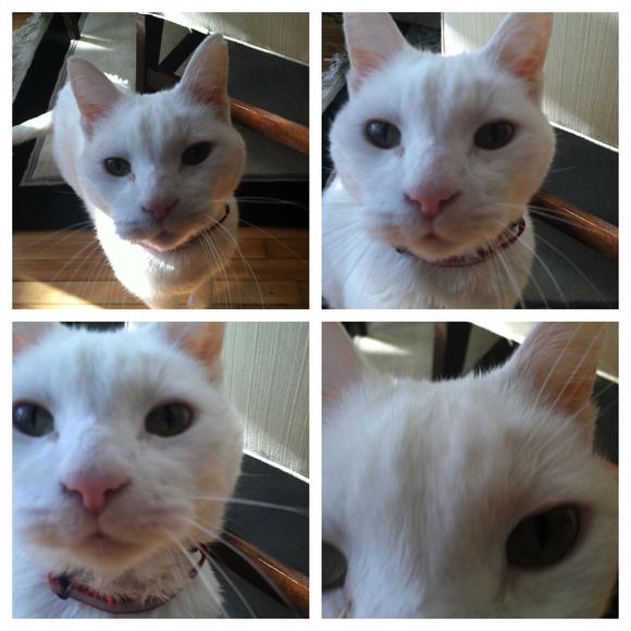 Meet your Posher, Mozart - Picture 1 of 1