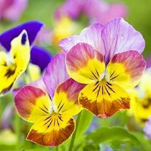 Meet your Posher, Jenny