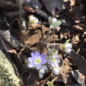 Meet your Posher, Miranda