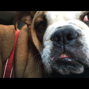 Meet your Posher, Lily