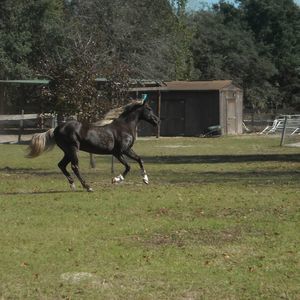 Meet your Posher, Diane