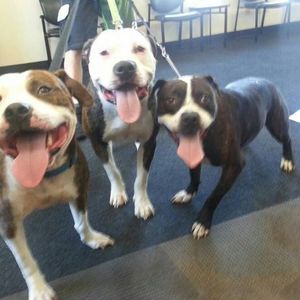 Meet your Posher, Sheila