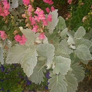 Meet your Posher, Deandrea