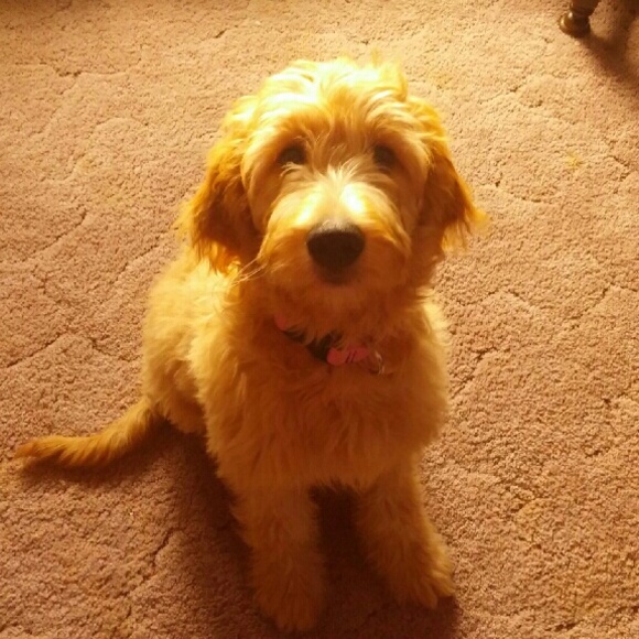 Meet your Posher, Cheri - Picture 1 of 1