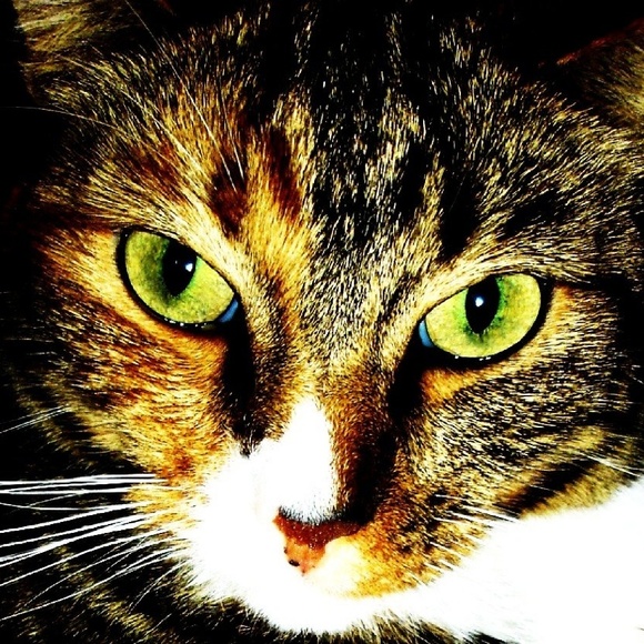 Meet your Posher, Ellen - Picture 2 of 2