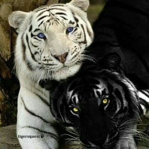 Meet your Posher, Val