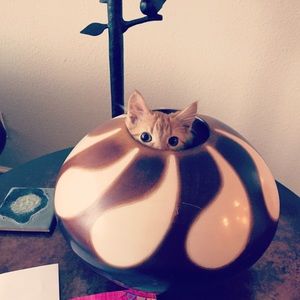 Meet your Posher, Hannah