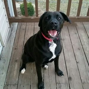 Meet your Posher, Dani