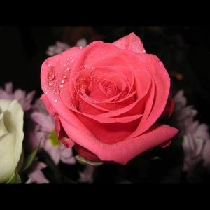 Meet your Posher, Nadia