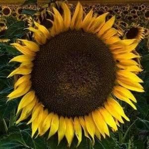 Meet your Posher, Diana