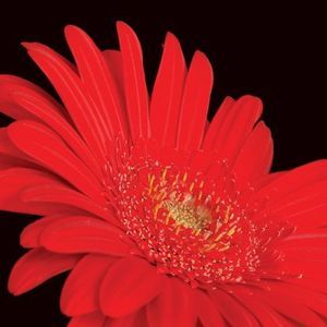 Meet your Posher, Theresa