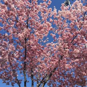 Meet your Posher, Sahlee