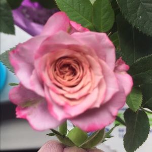 Meet your Posher, Alex