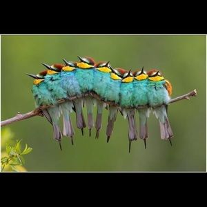 Meet your Posher, Susan