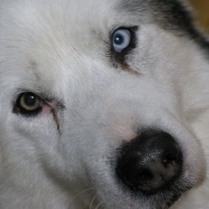 Meet your Posher, Donna