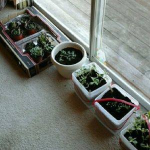 Meet your Posher, Stacey