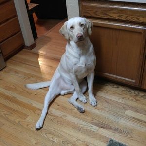 Meet your Posher, Desiree