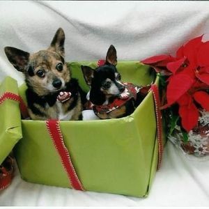 Meet your Posher, Barbara