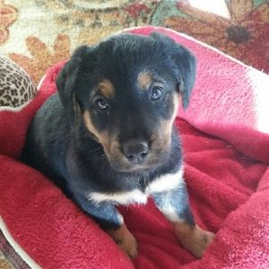 Meet your Posher, Sandy