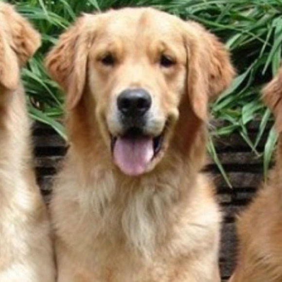 Meet your Posher, Fiona - Picture 1 of 1