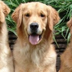 Meet your Posher, Fiona