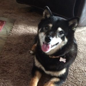 Meet your Posher, Abby