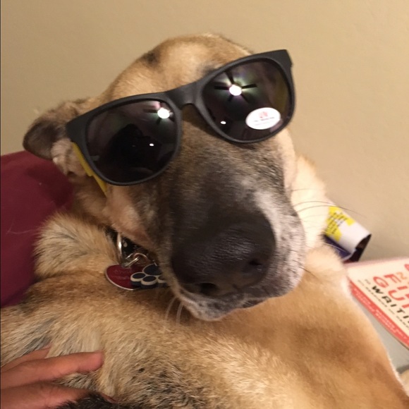 My name is Chupy & I'm a foster failure. - Picture 4 of 7