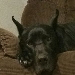 Meet your Posher, Lisa