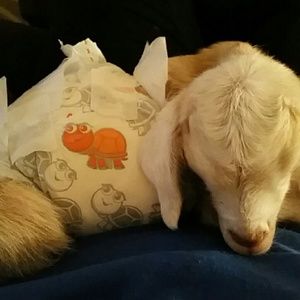 Meet your Posher, Brittany