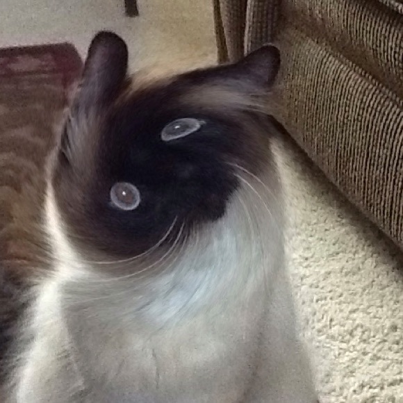 Meet your Posher, Coco - Picture 1 of 1