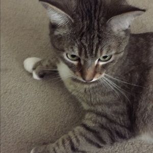 Meet your Posher, Shahram