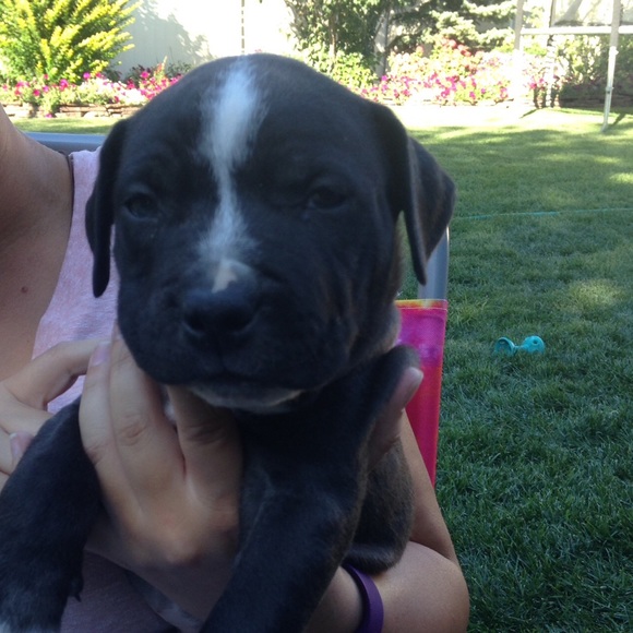 Meet your Posher, Korry - Picture 1 of 1