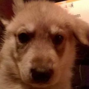 Meet your Posher, Elsa