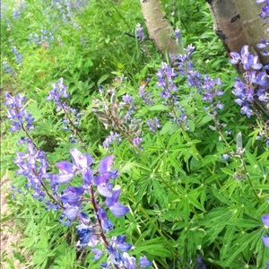 Meet your Posher, Abbey