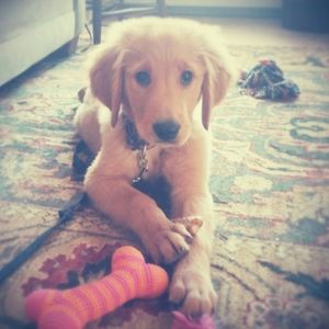 Meet your Posher, Joanne