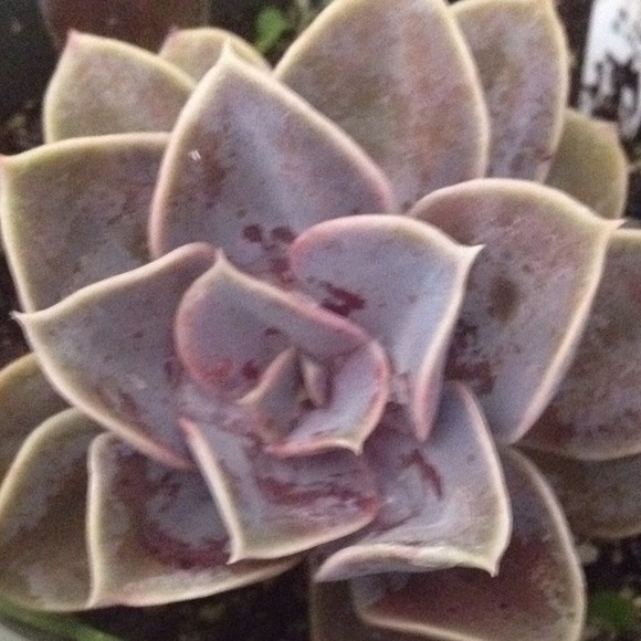 Meet your Posher, Kristen - Picture 1 of 1