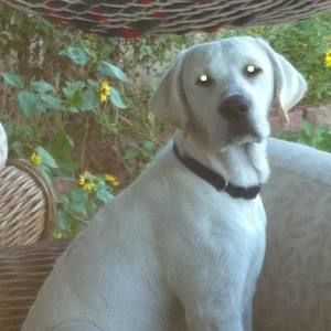 Meet your Posher, Sherrie