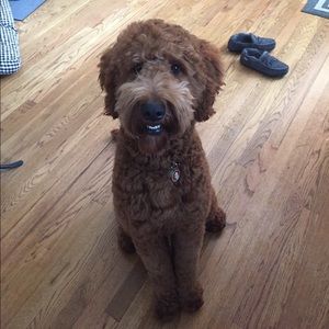 Meet your Posher, Miranda