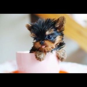 Meet your Posher, Alma