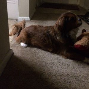 Meet your Posher, Amber