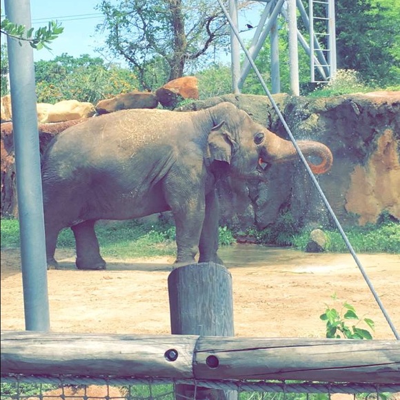 Meet your Posher, Lainey